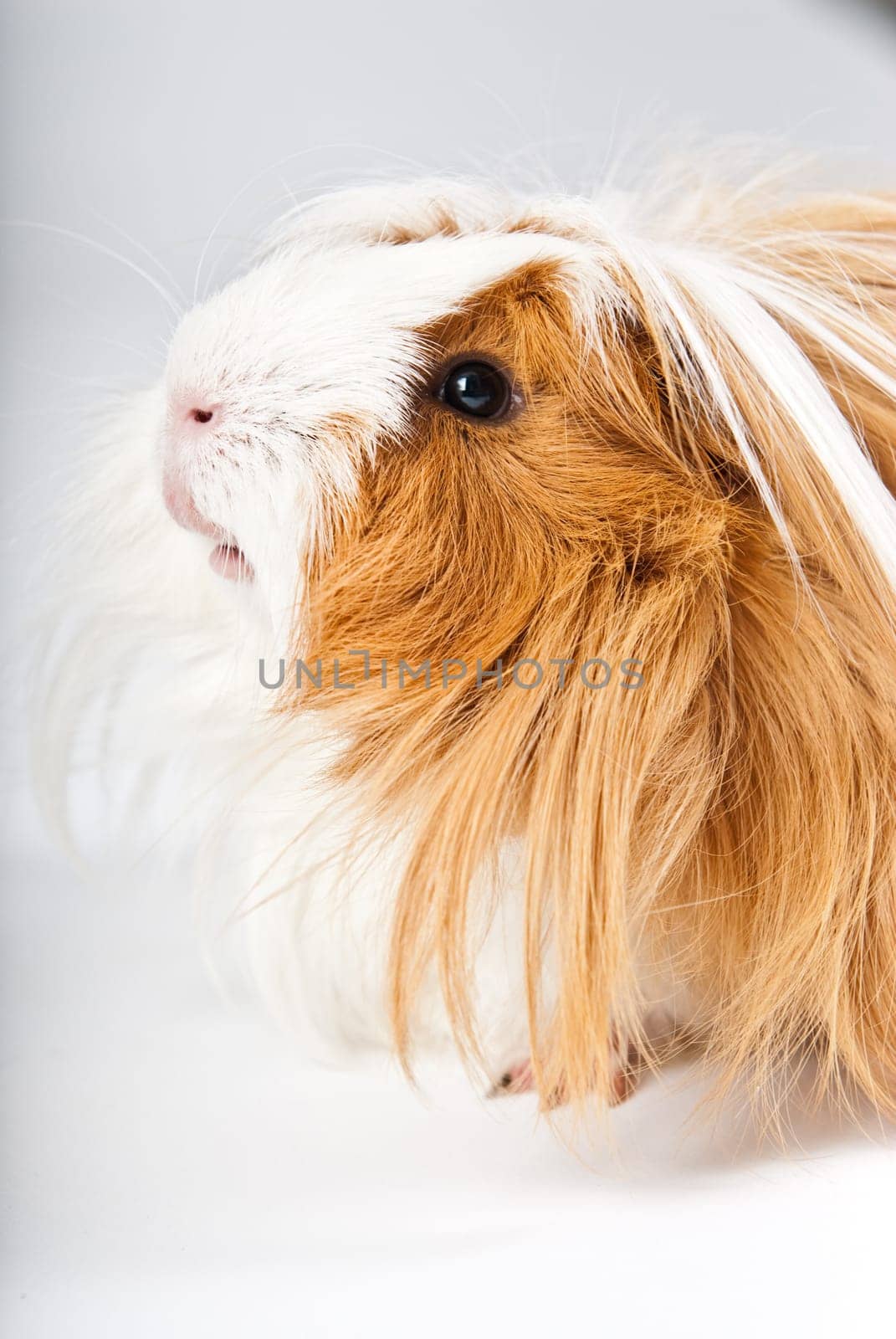 Guinea pig isolated