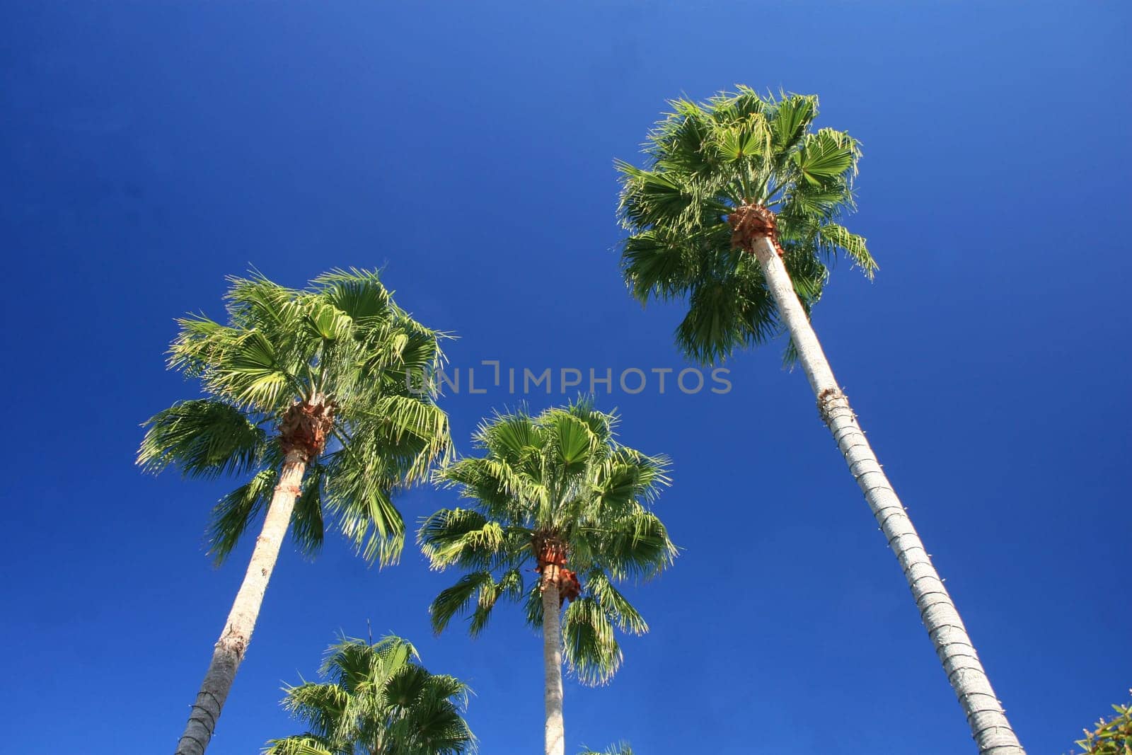 Palm Trees