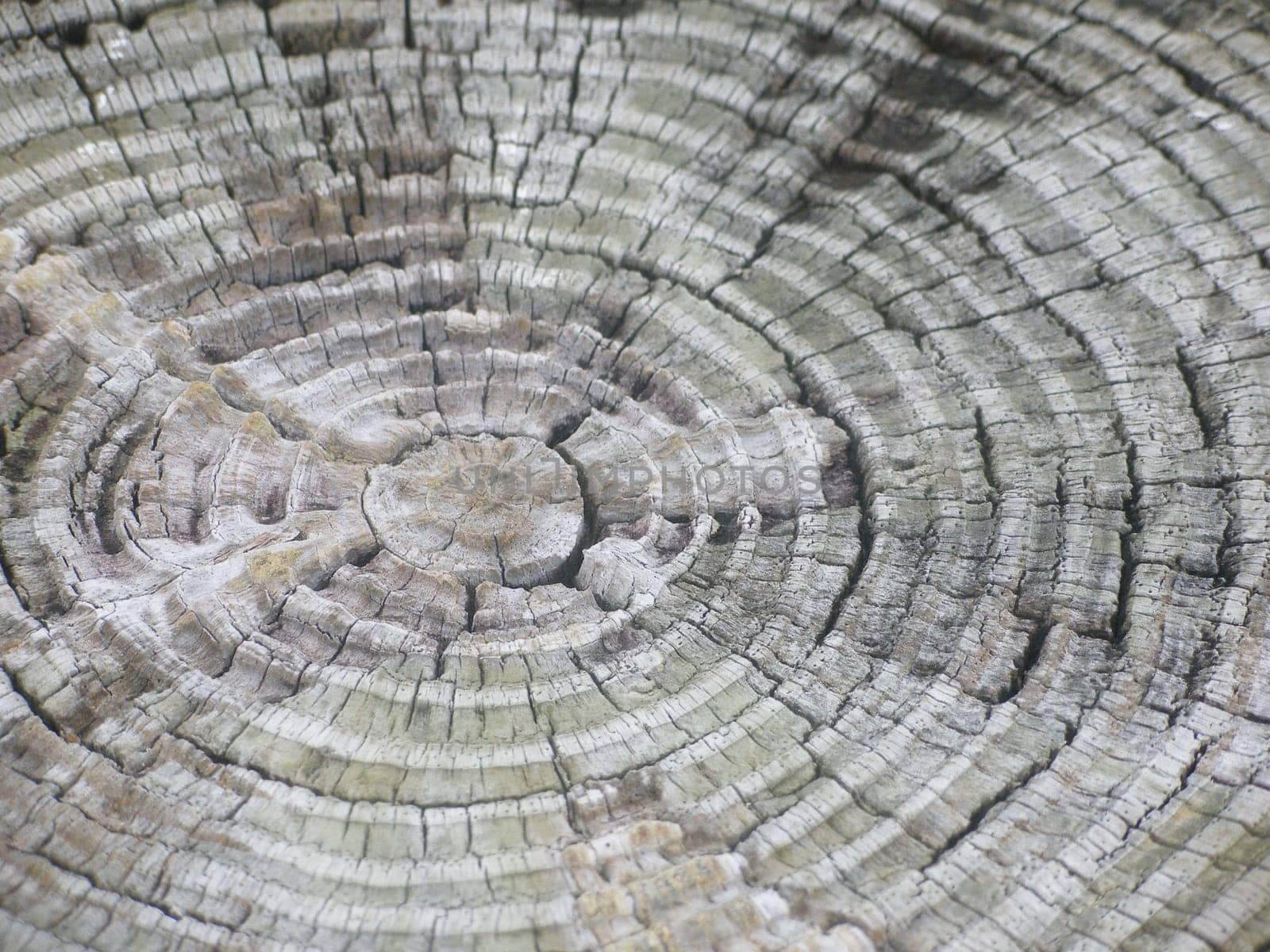 Rings Of A Trunk