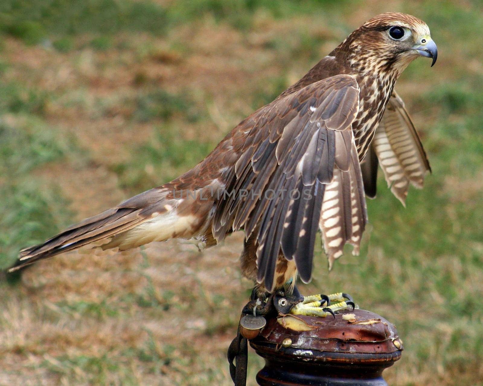 Kestral
