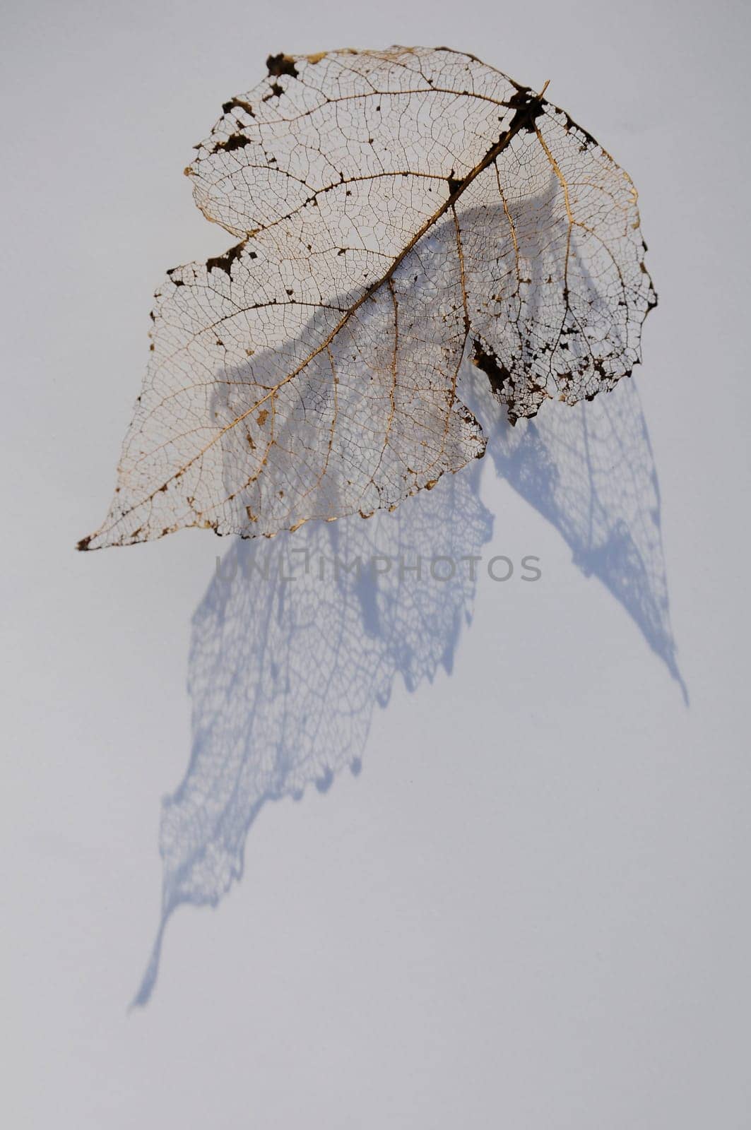 Background - Leaf Skeleton