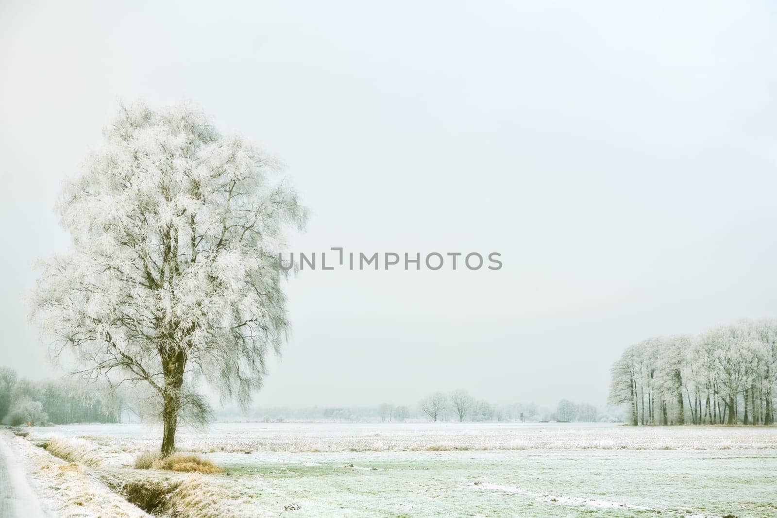 Winter Landscape