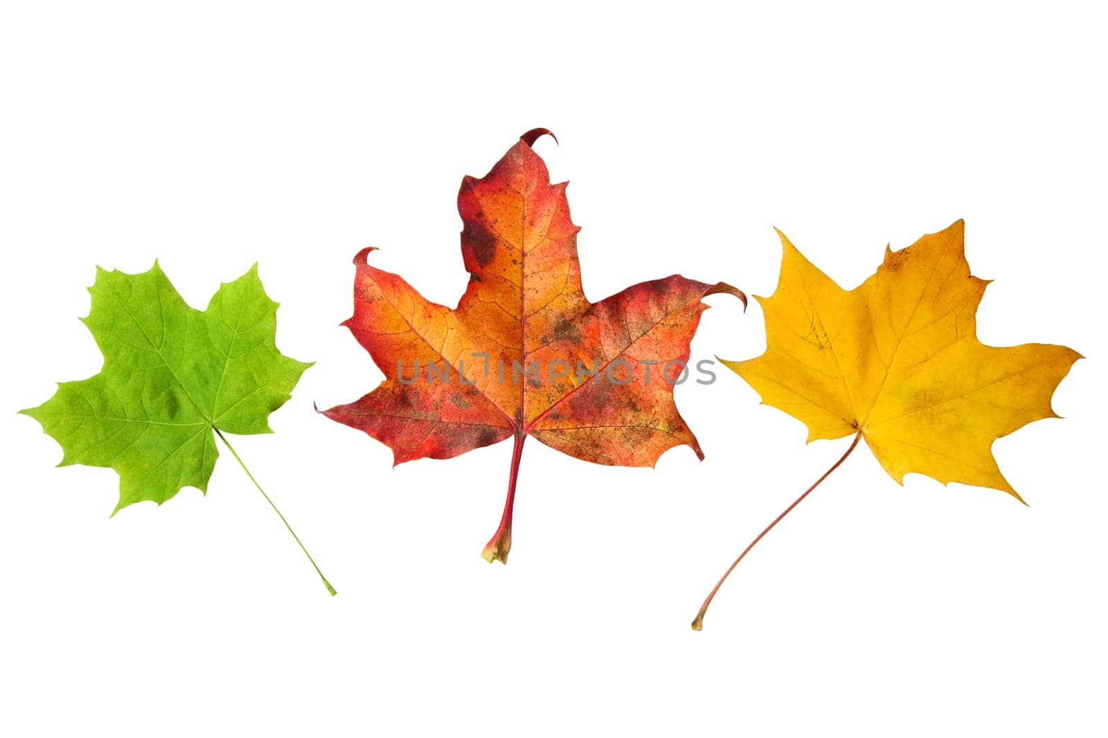 maple leaves