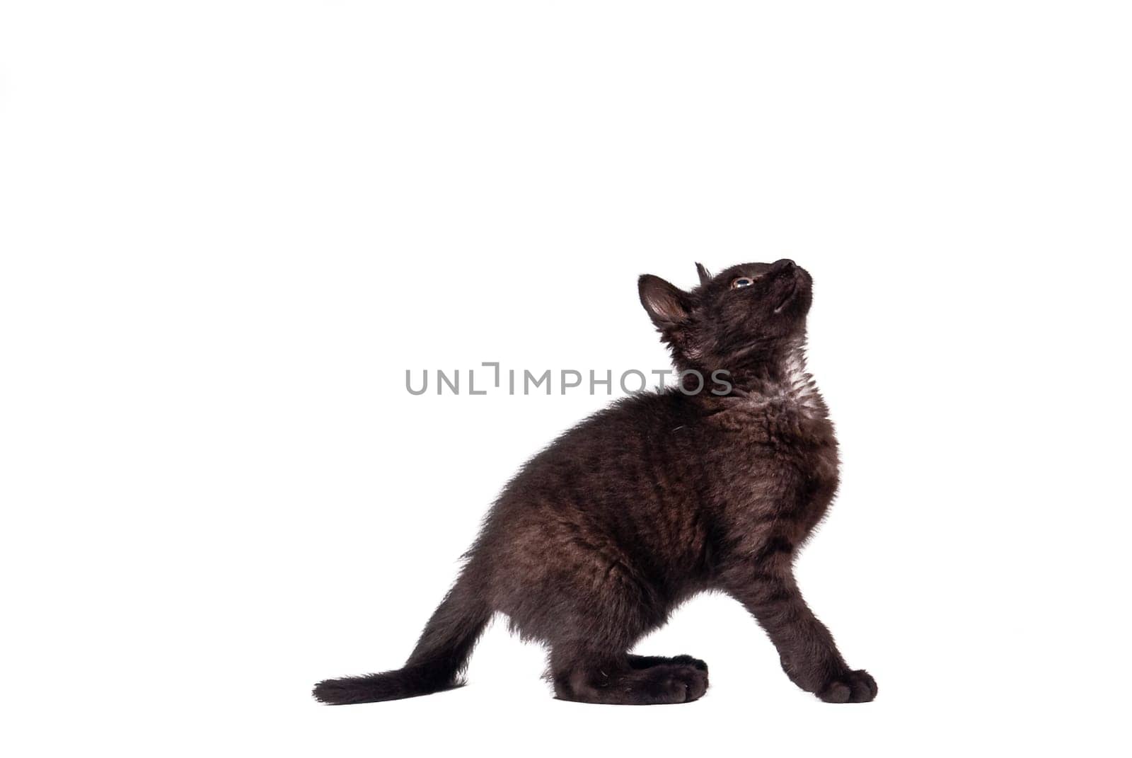 black cat