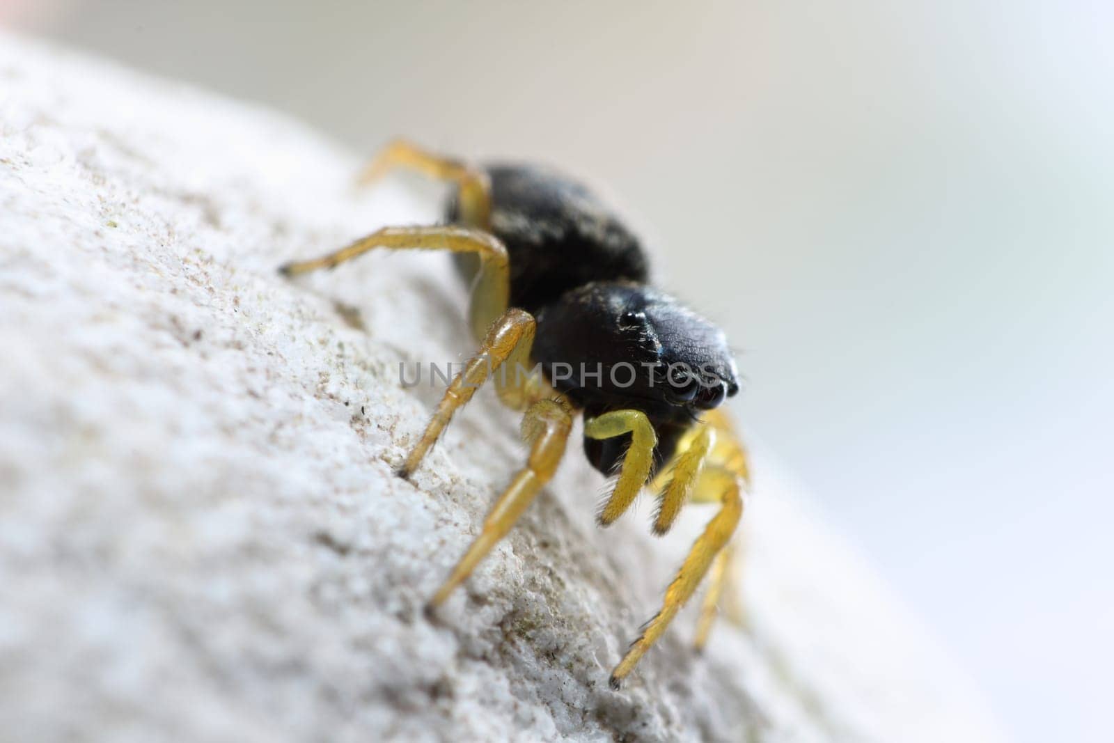 black jumping spider