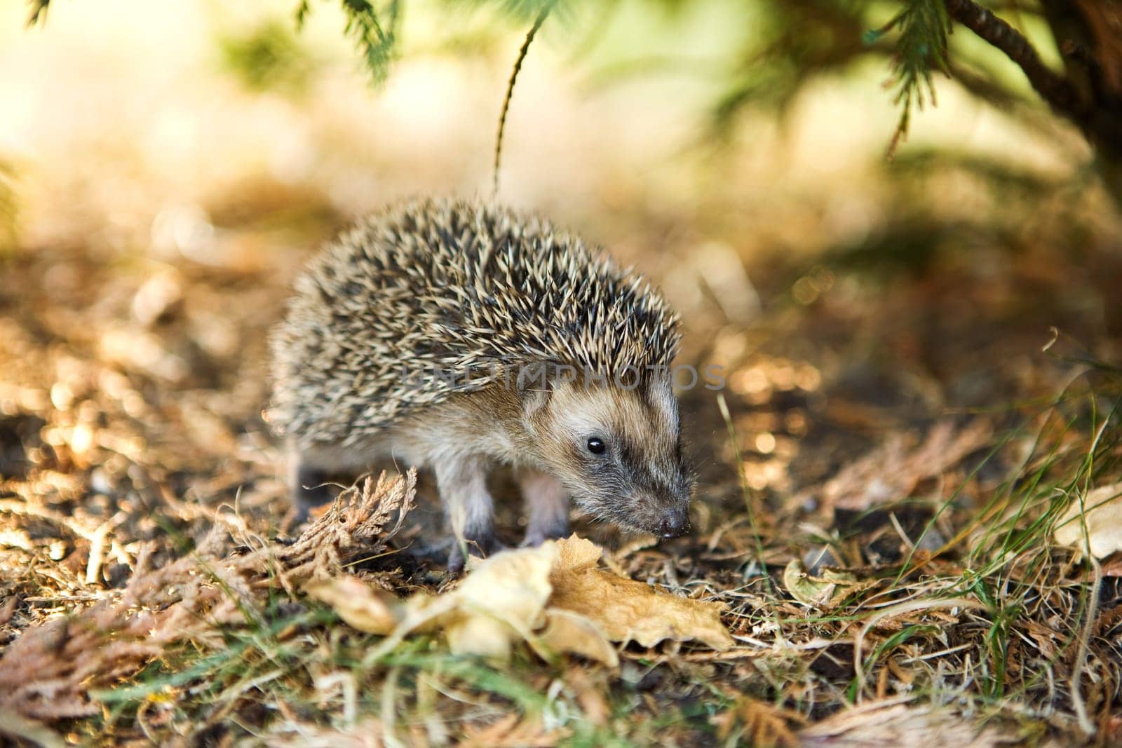 hedgehog