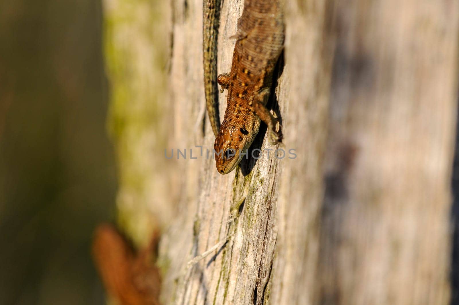 Wood lizard - Zootoca-vivipara