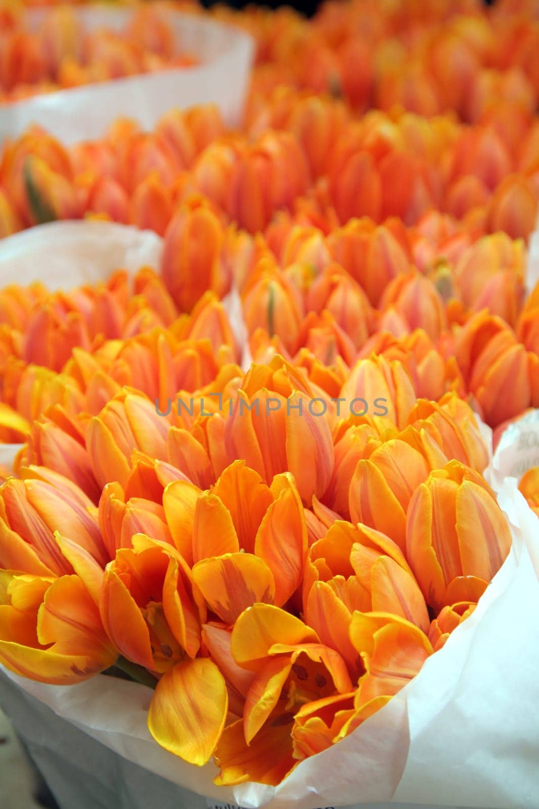 Tulips bouquet