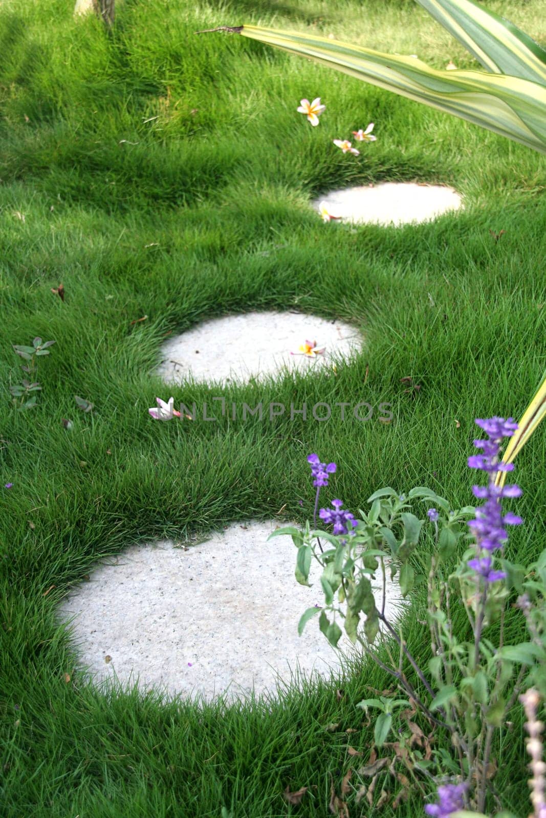 garden path