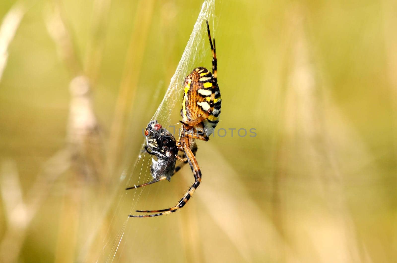 Wasp spider - Argiope-bruennichi