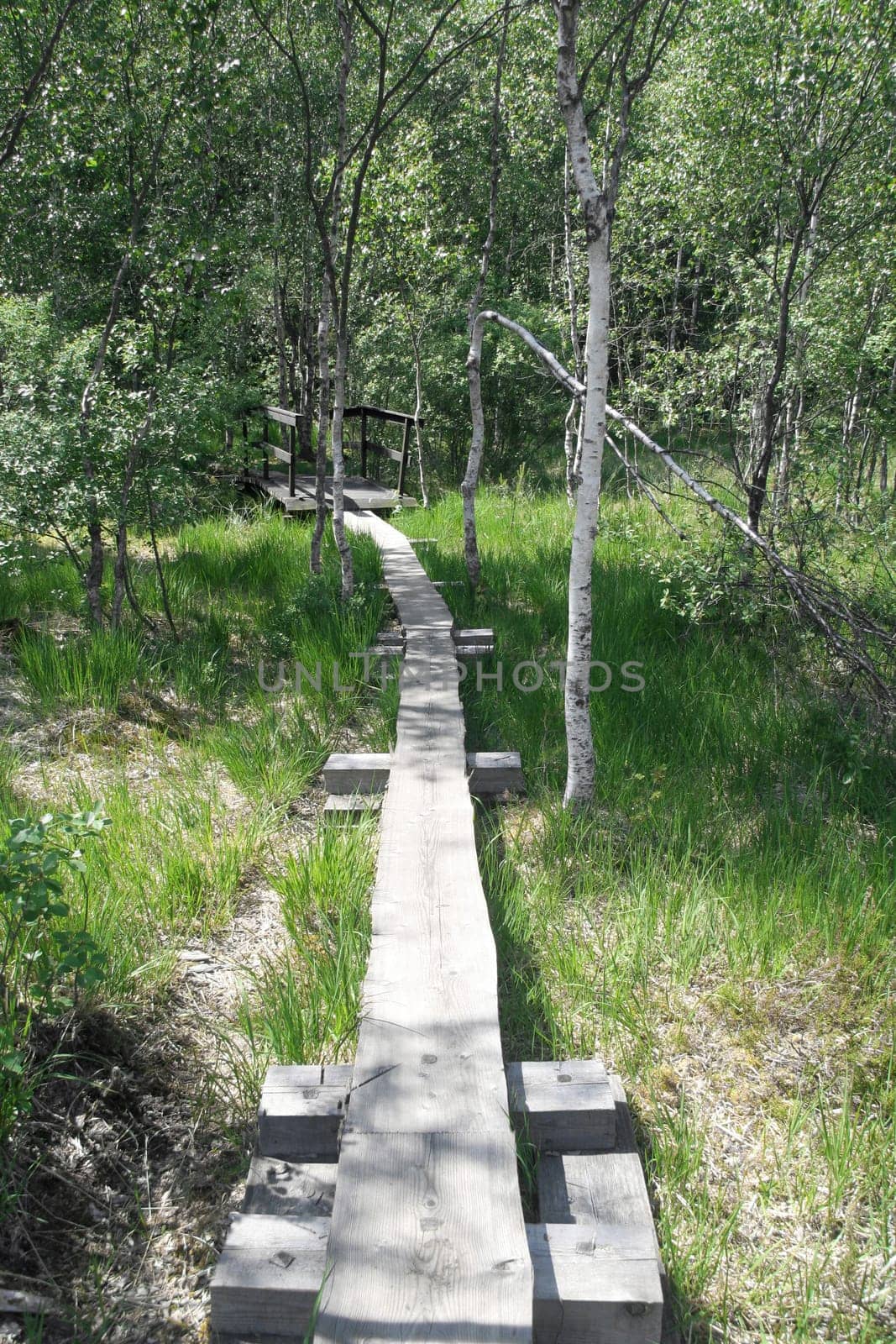 Walkway through a birch forest