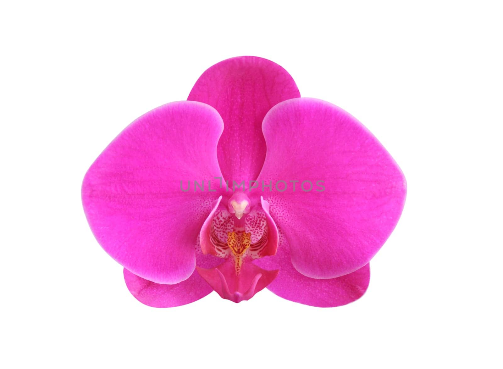 Orchid isolated on white background