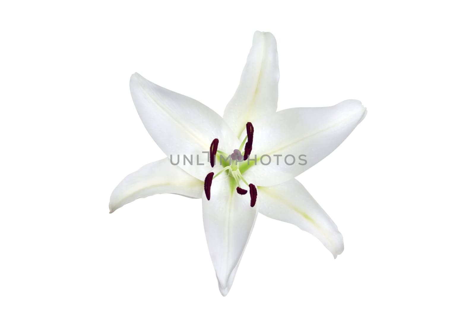 White lily (with clipping path)
