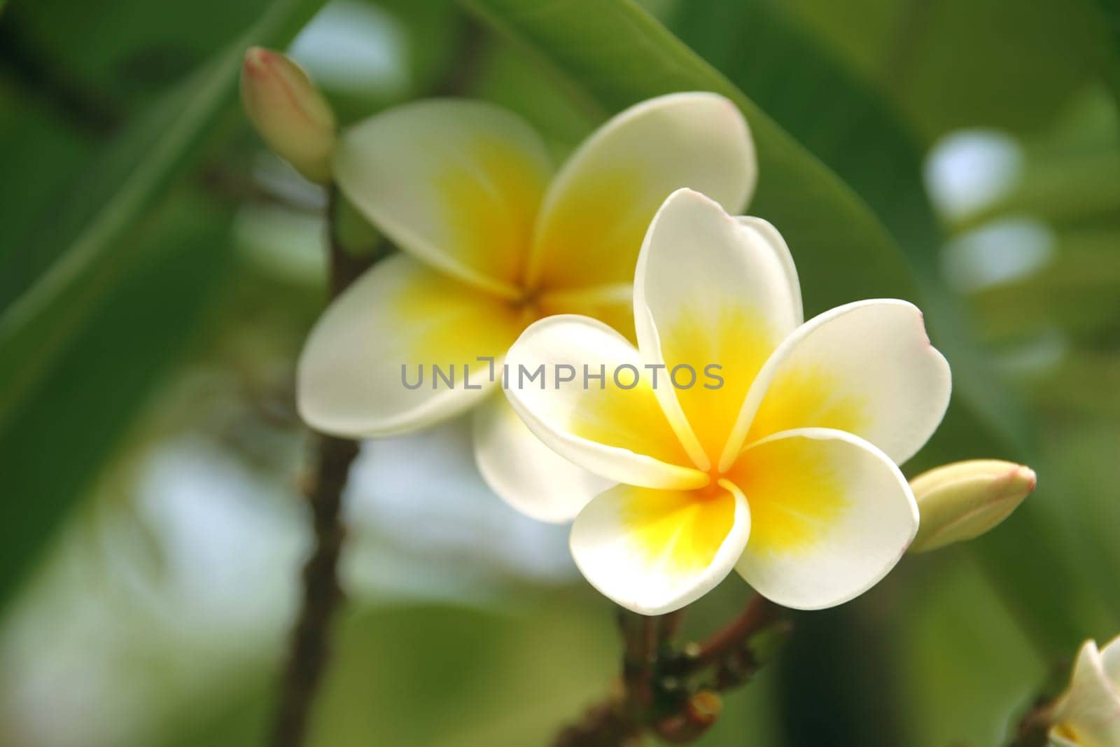 Frangipani