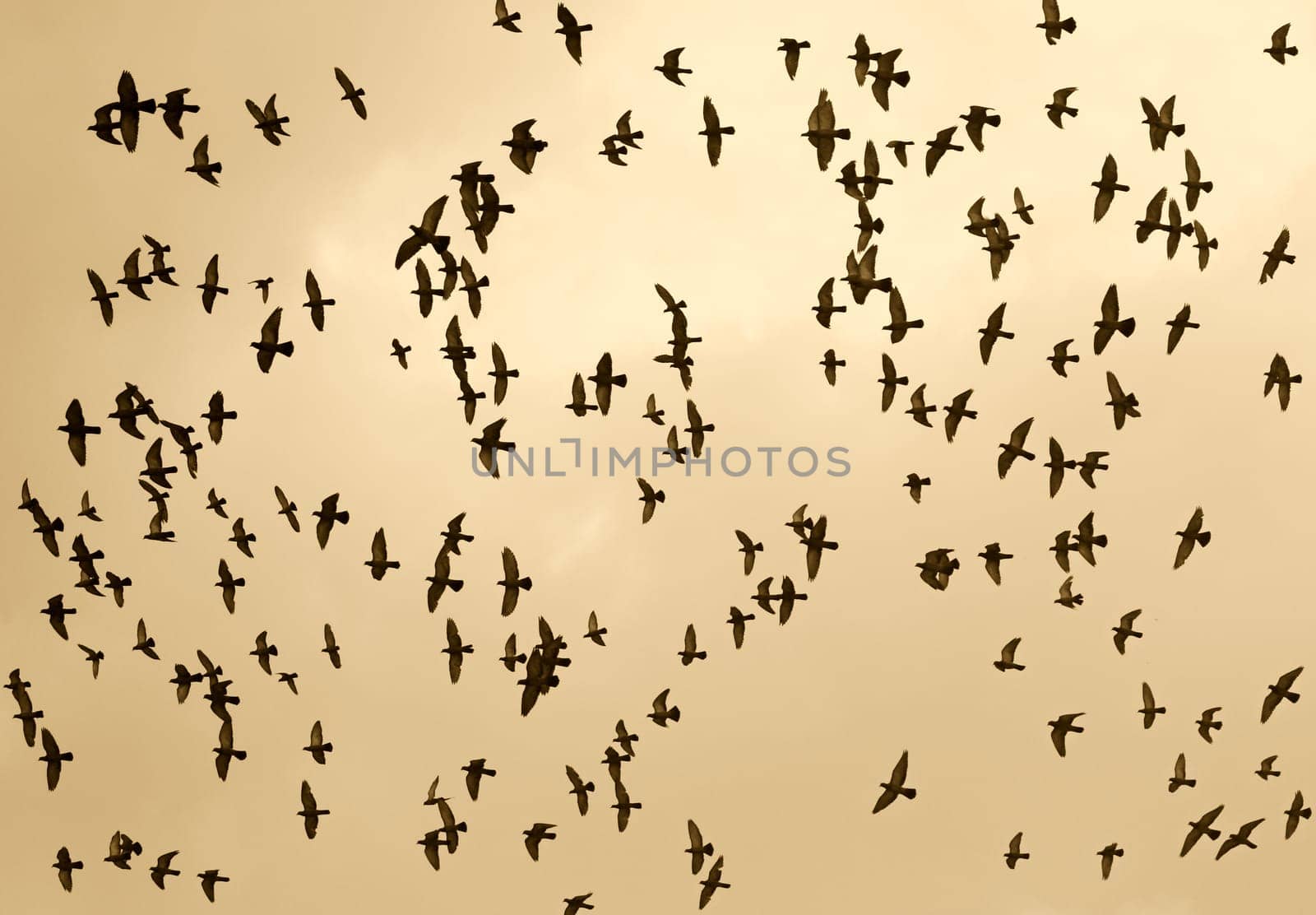 bird in the sky