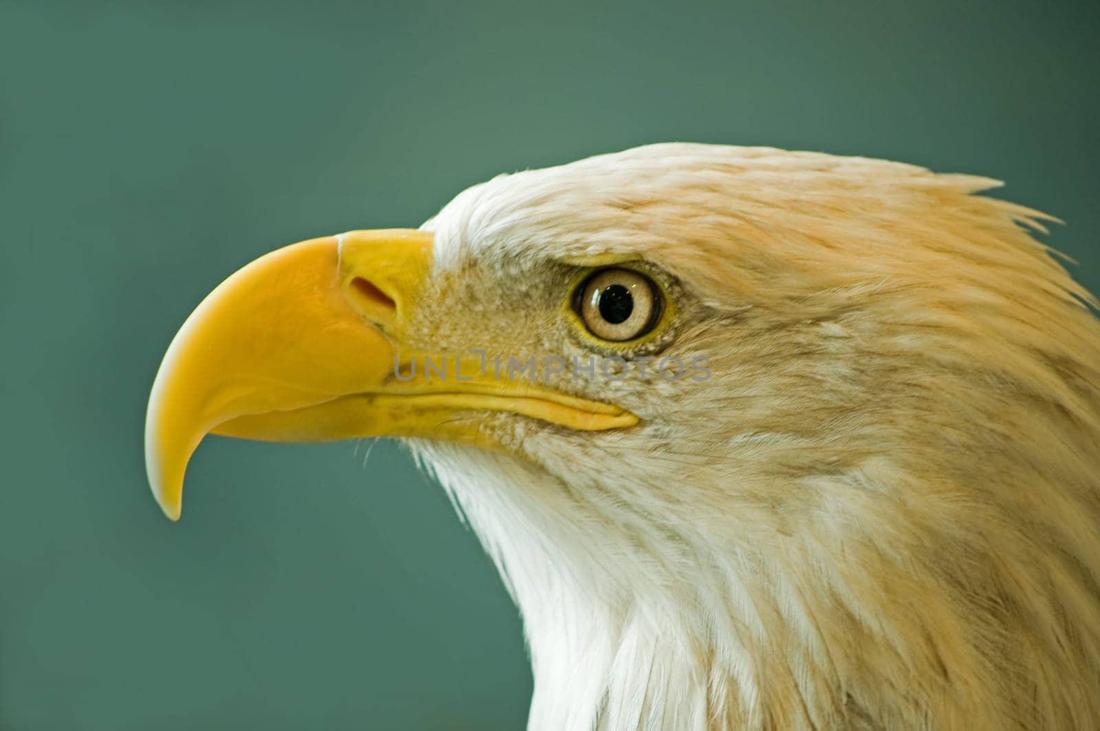 bald eagle close-up