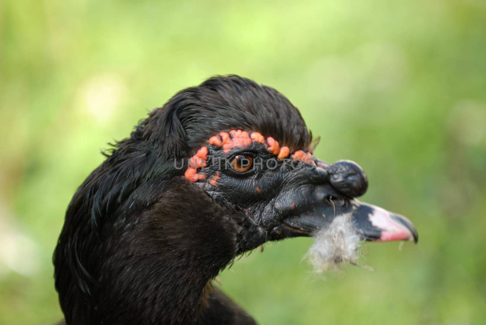 Warty Duck