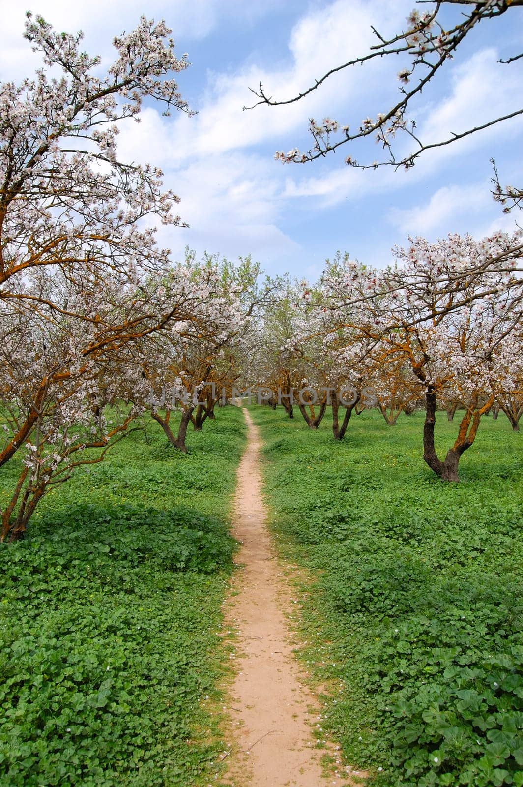 blooming almond trees