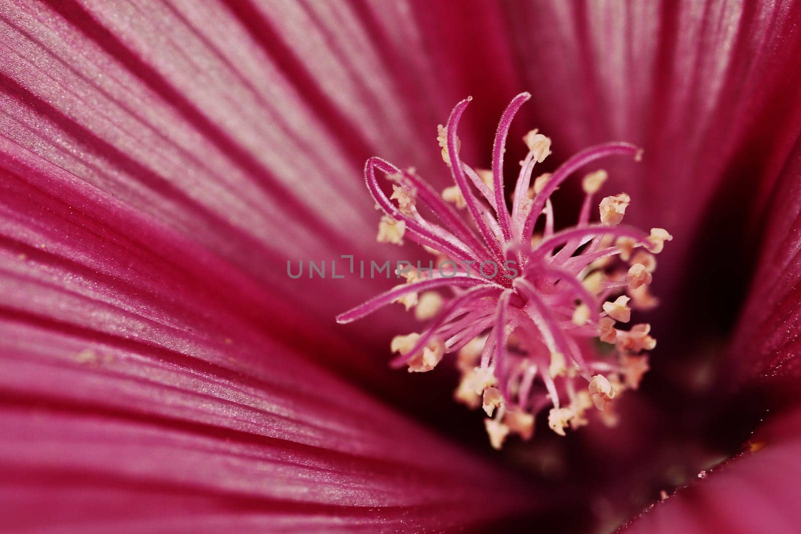 Mallow