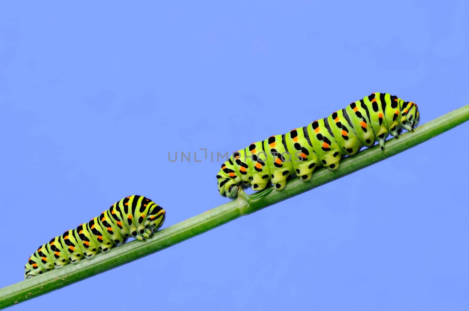 Caterpillar