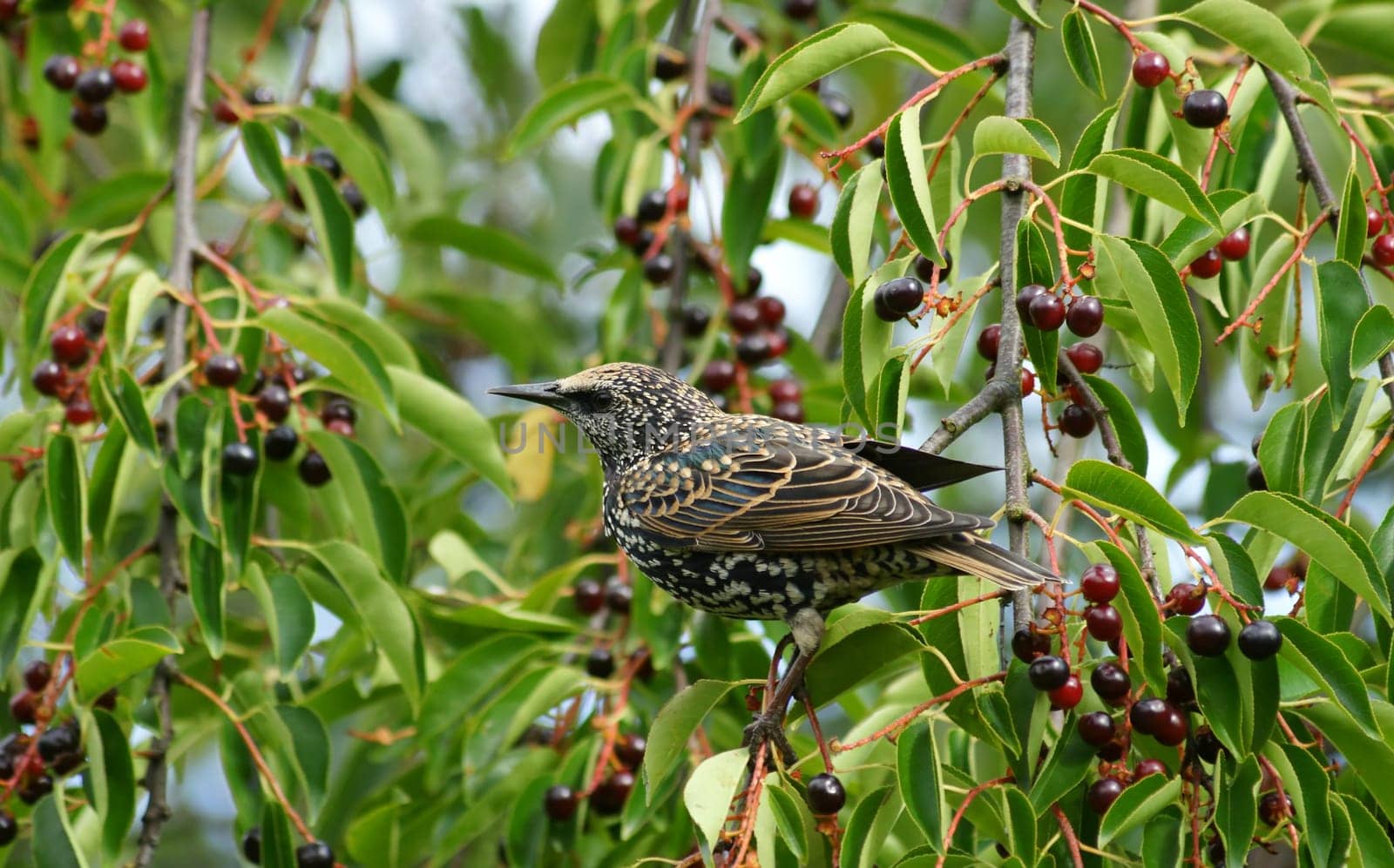 Adult bird in autumn-winter dress