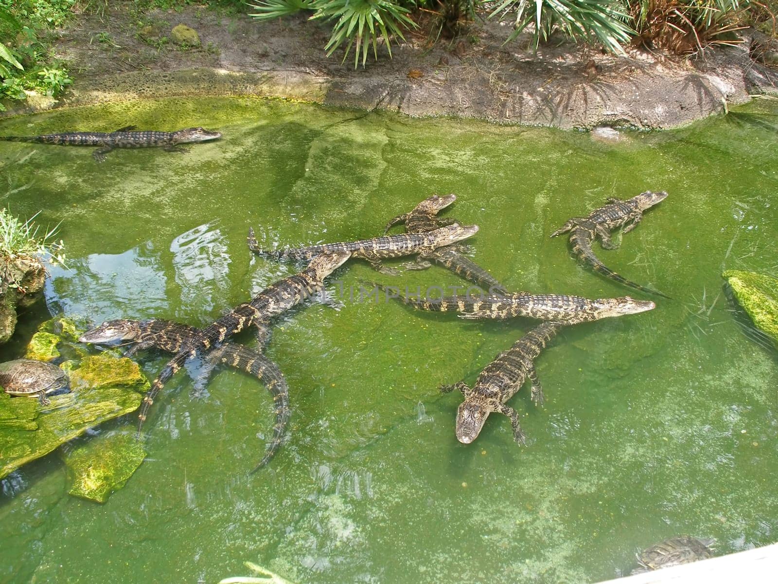 Alligators