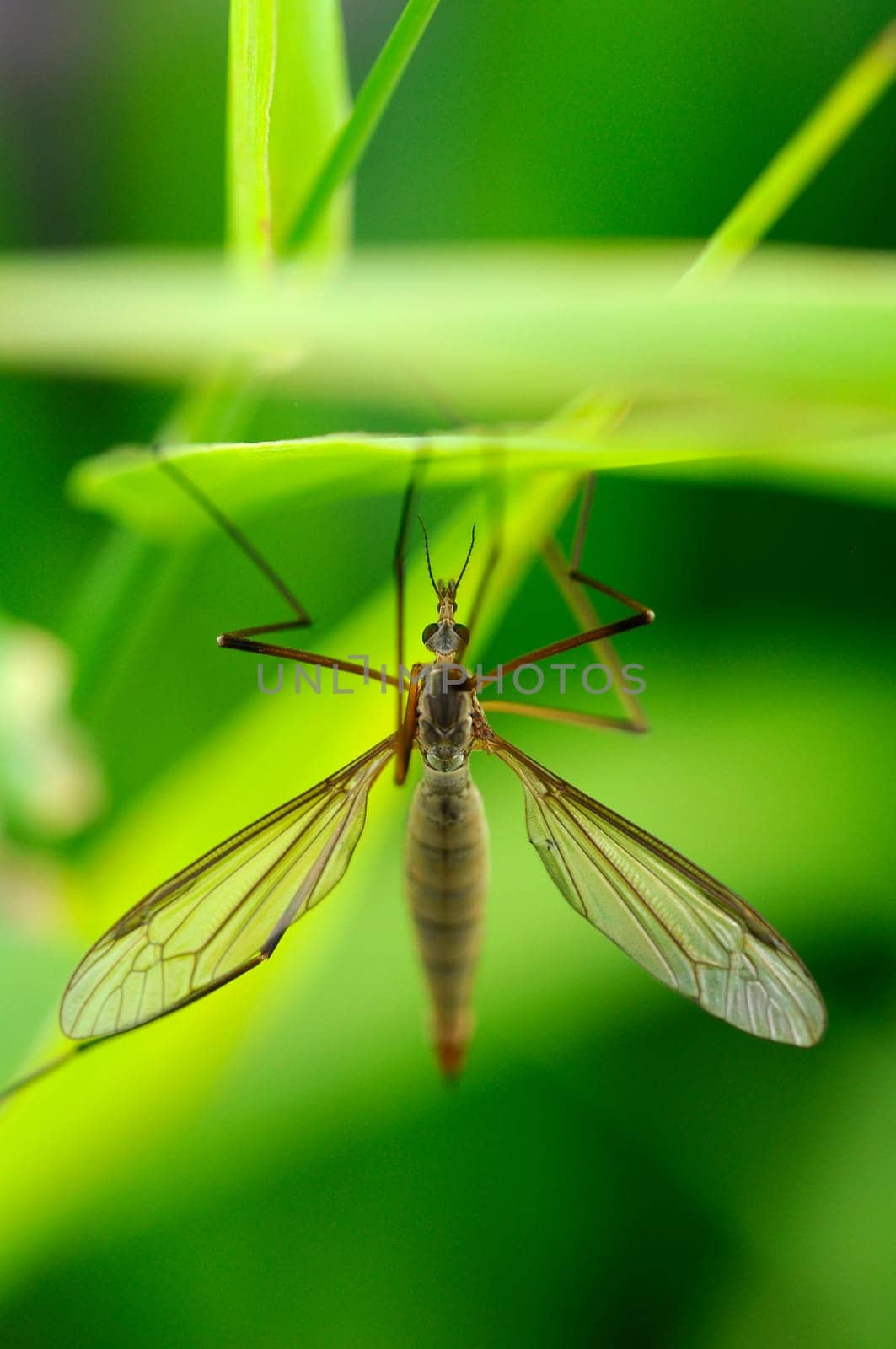 Gnat
