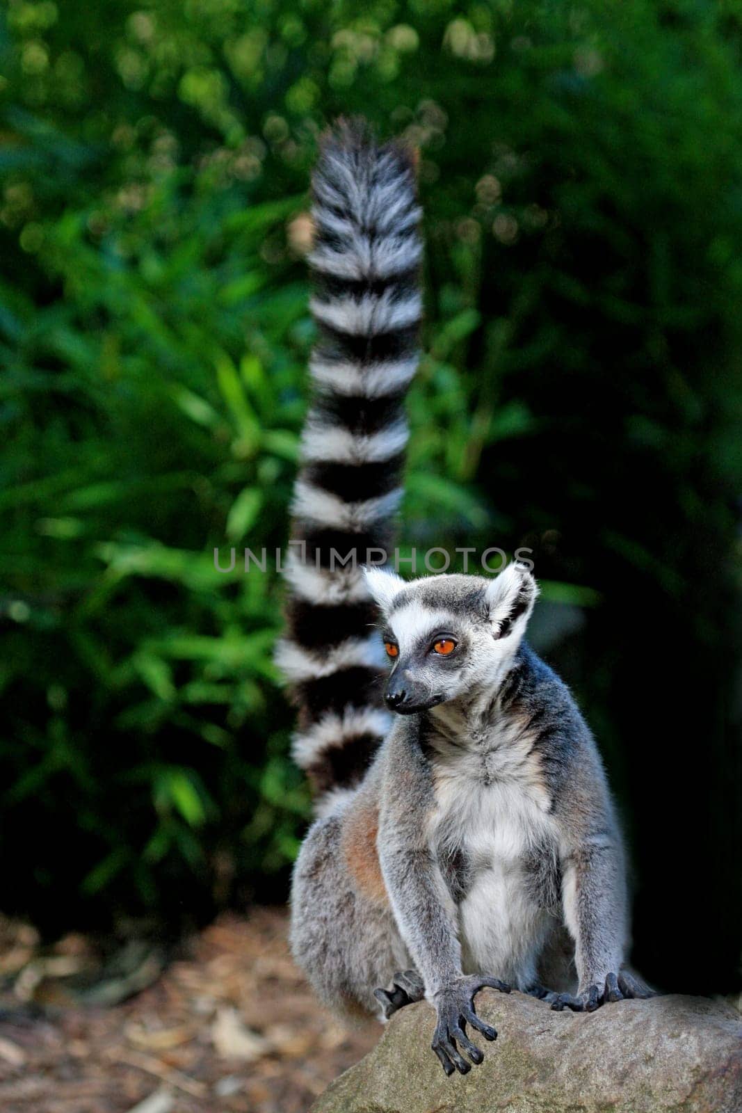 LemurPortrait