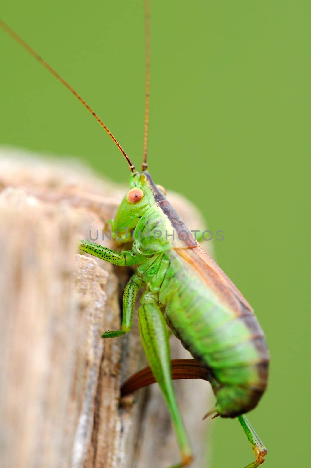 Spotted grasshopper - Leptophyes-punctatissima