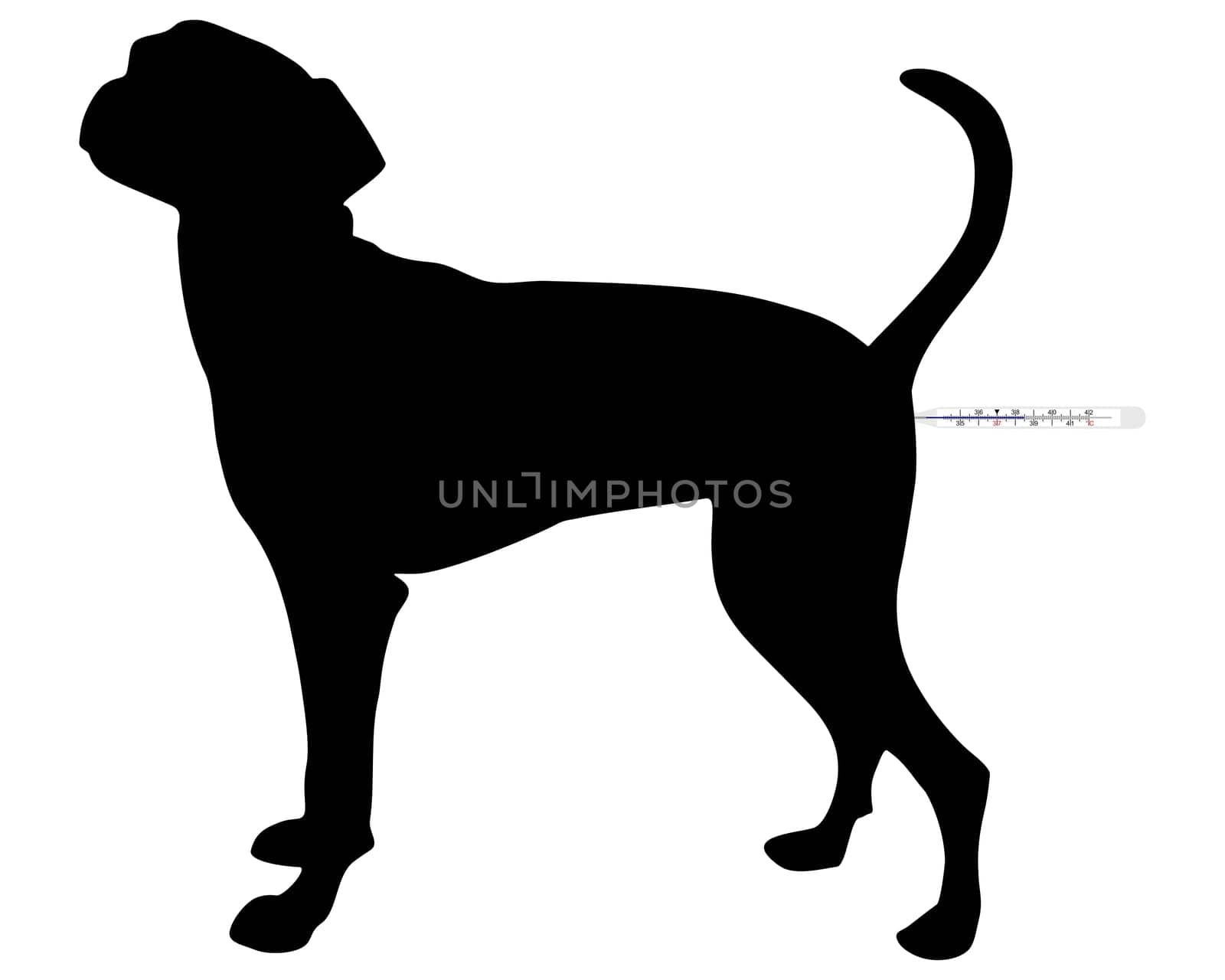 Measuring the temperature of the dog