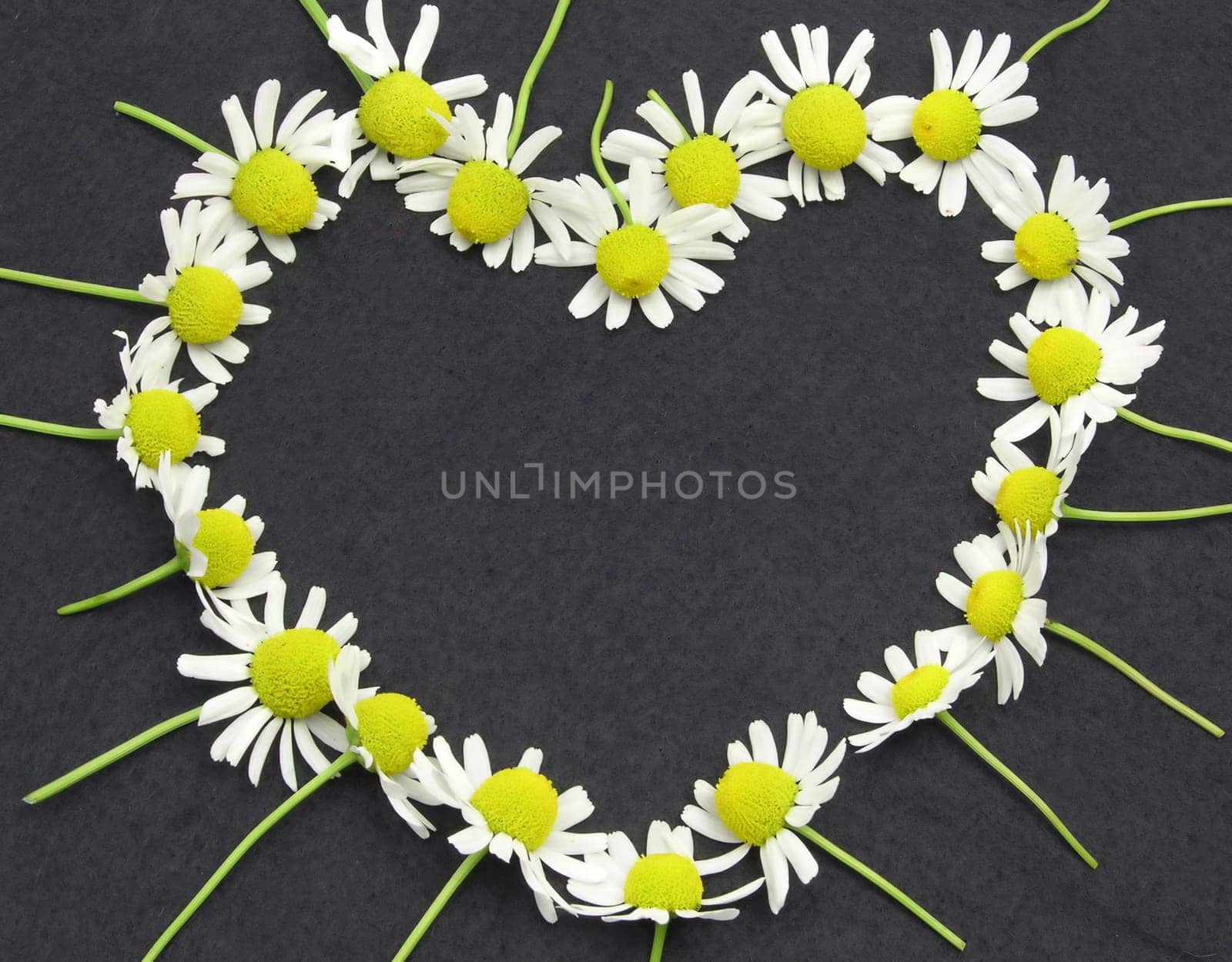 Chamomile flowers arranged as a heart