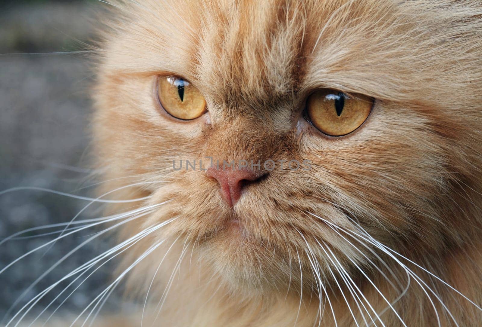 Persian tomcat