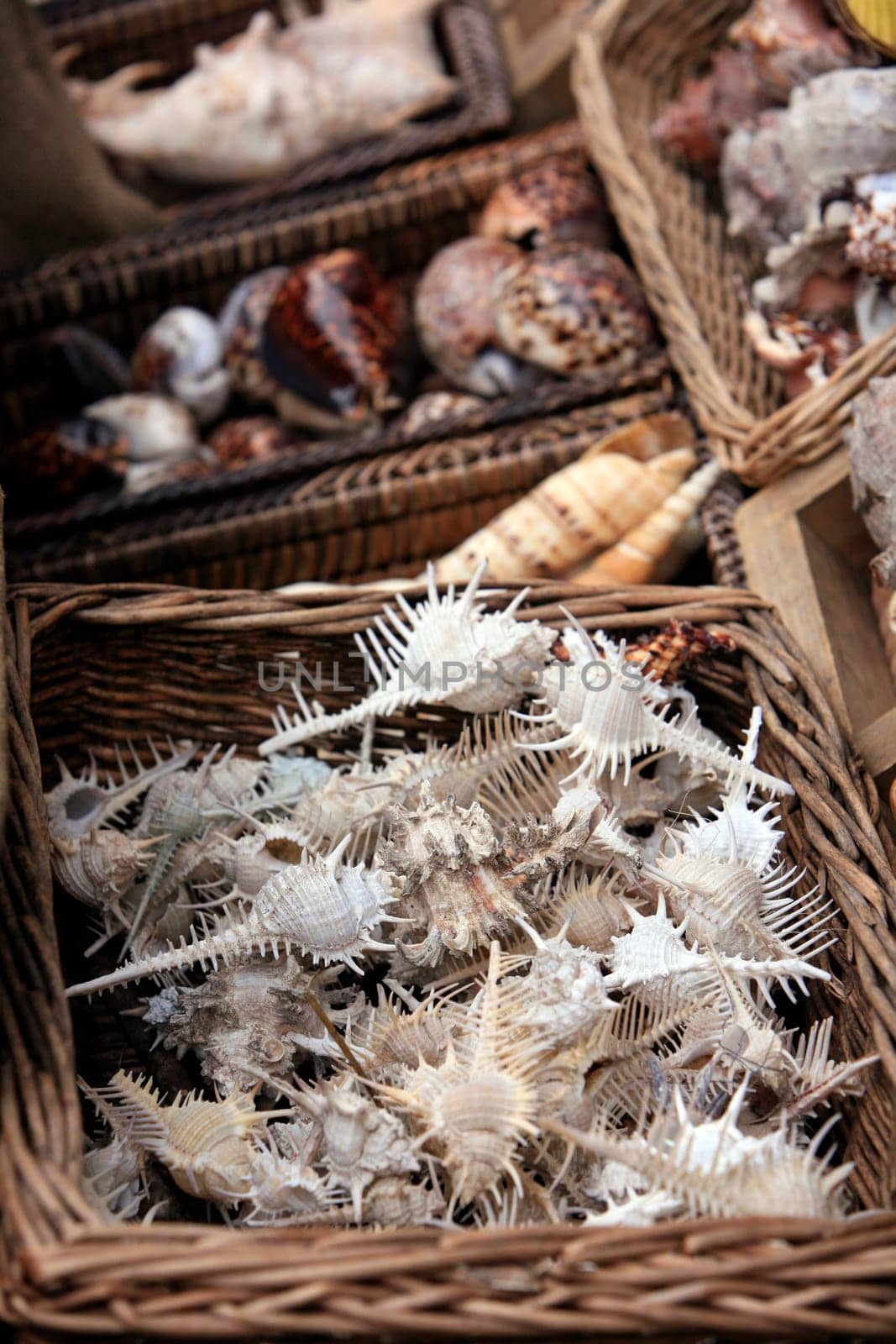 Collection of shells at the flea market