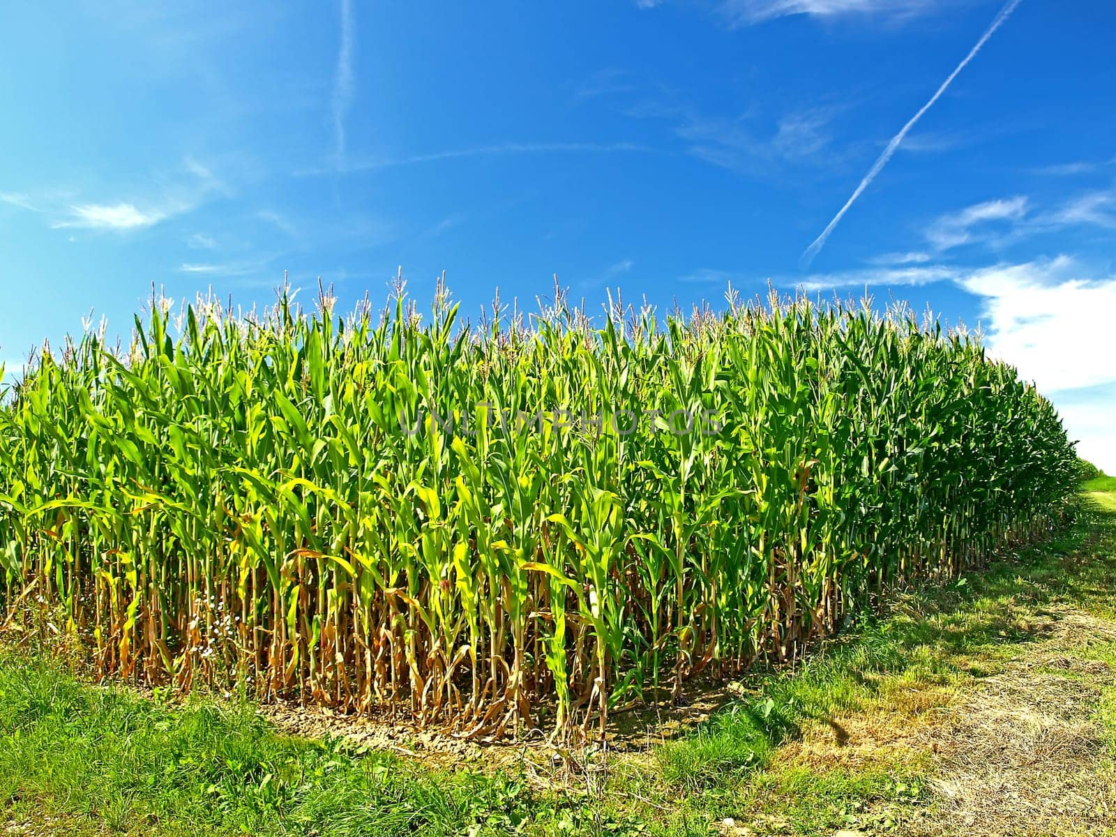Cornfield