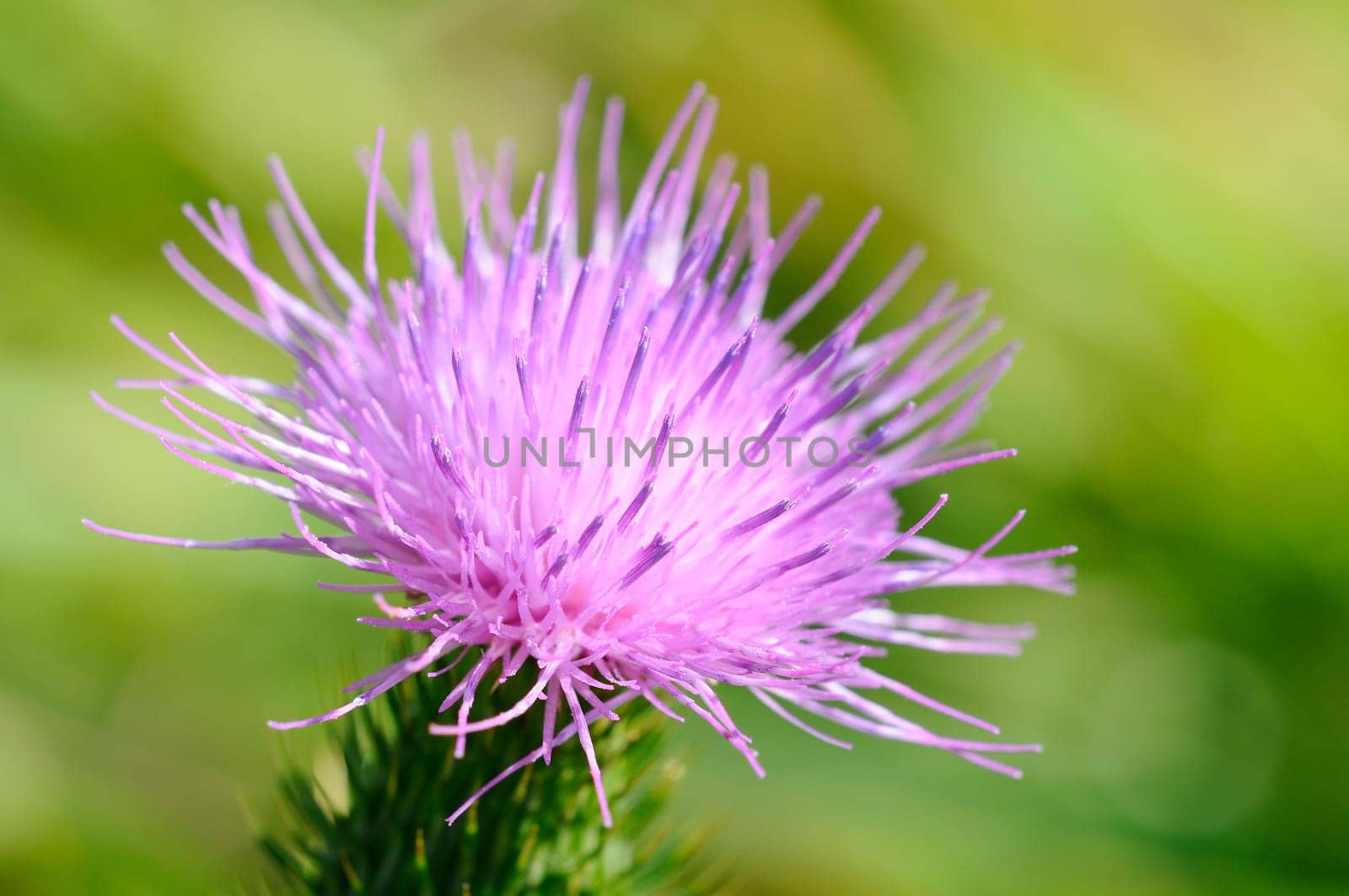 Common thistle - Cirsium vulgare