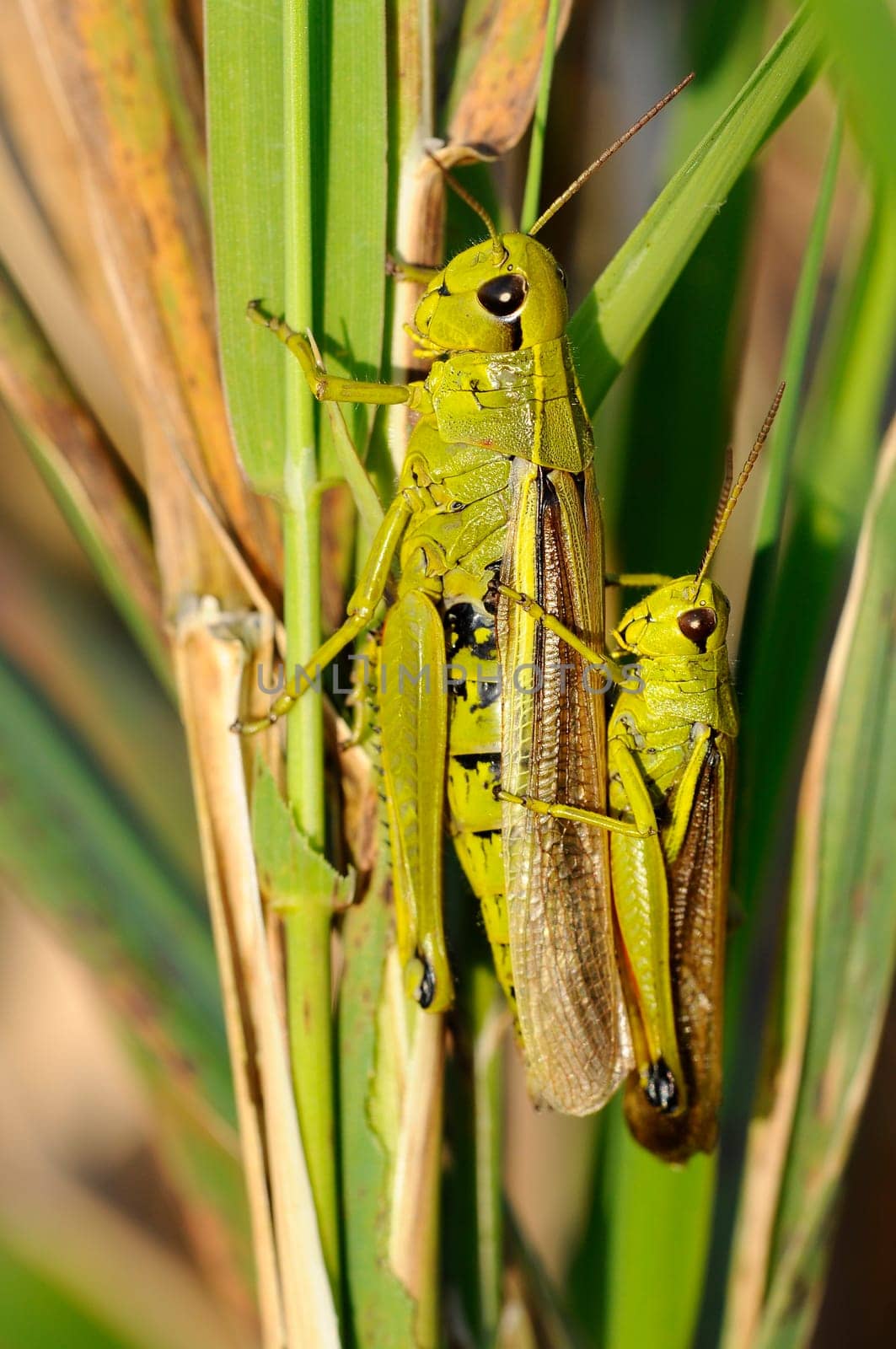 Swamp Grasshopper Pair - Stethophyma grossum