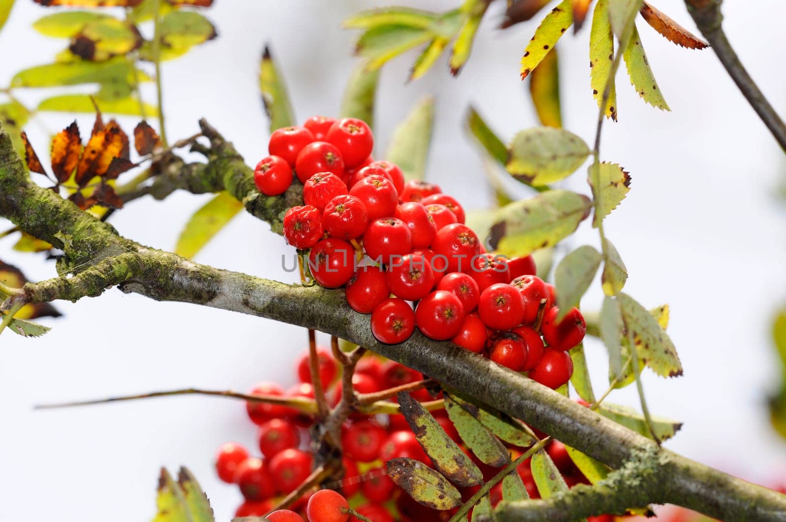 Flour Berries - Sorbus