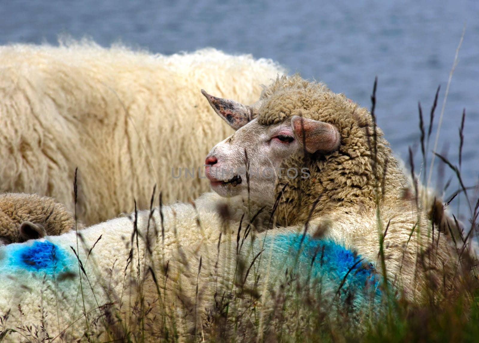 Resting sheep ruminating