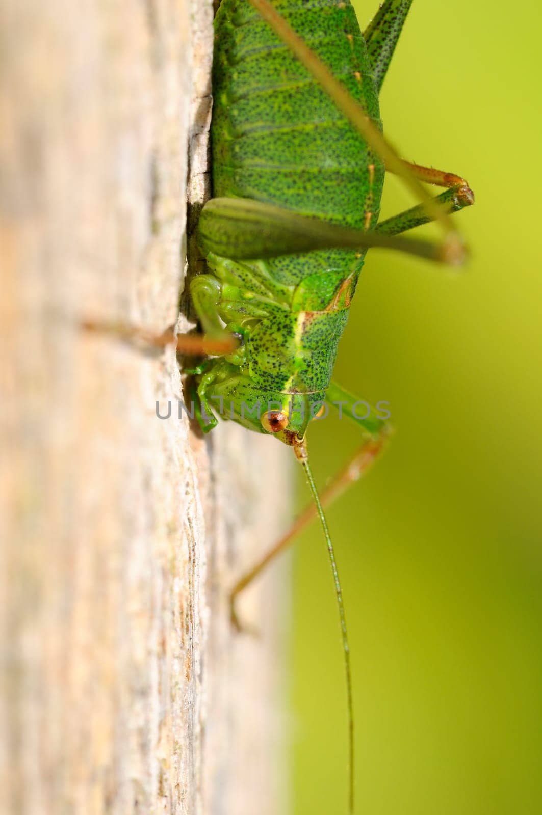 Spotted grasshopper - Leptophyes-punctatissima
