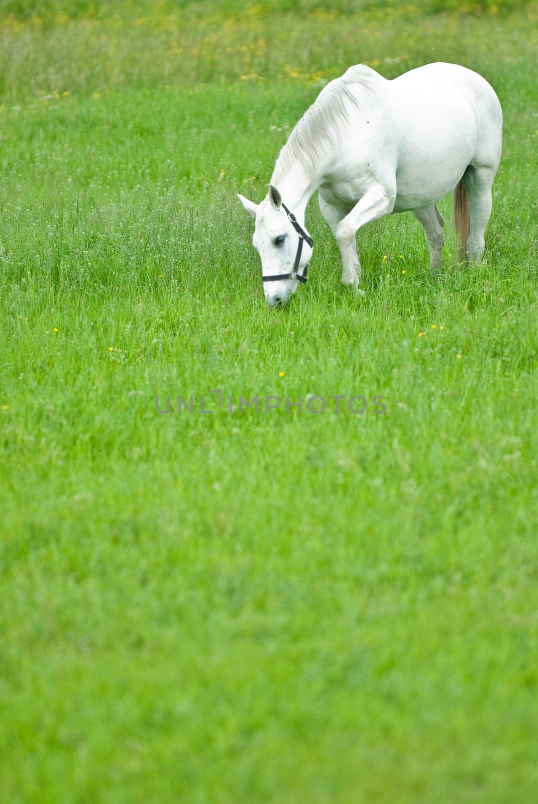 white horse grazing