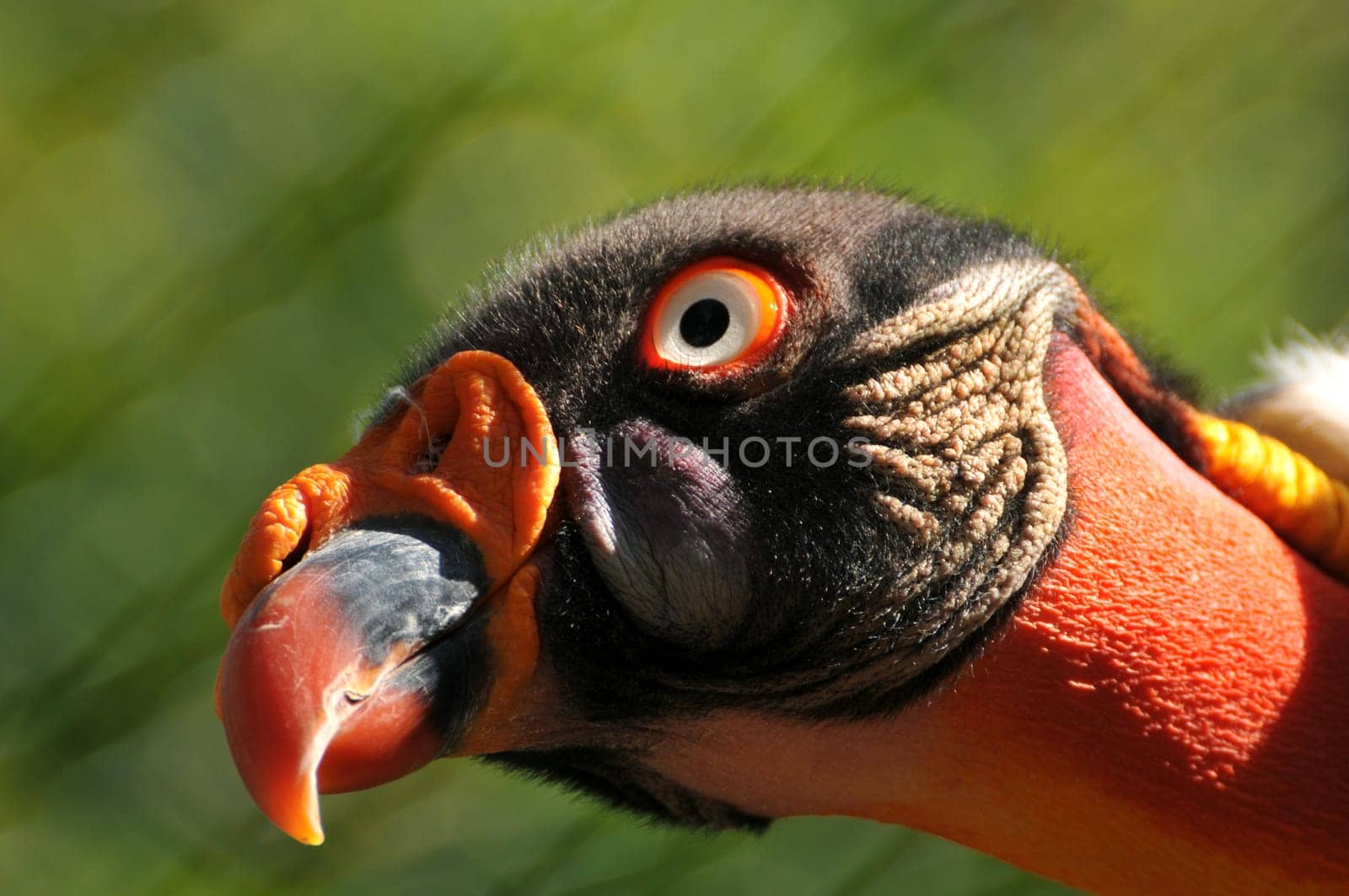 King vulture with olfactory organ on its beak.