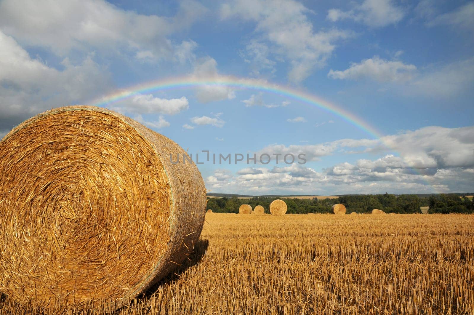 After a short summer rain...