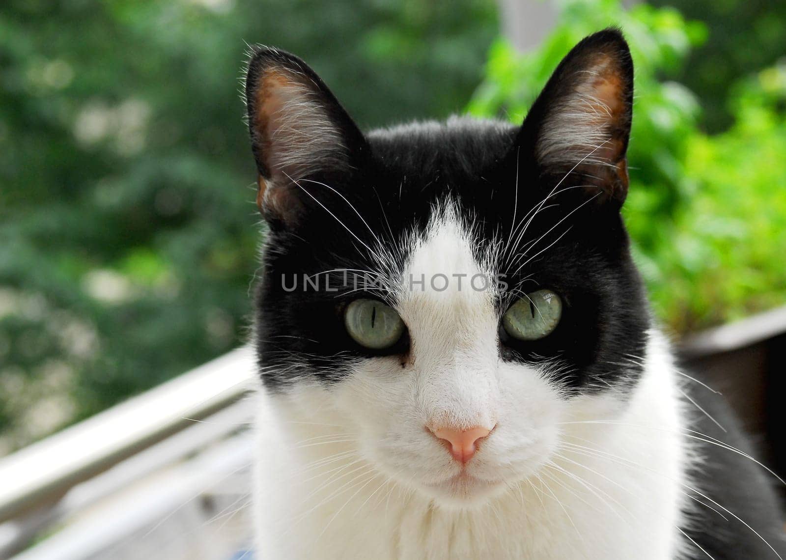Sweet tomcat