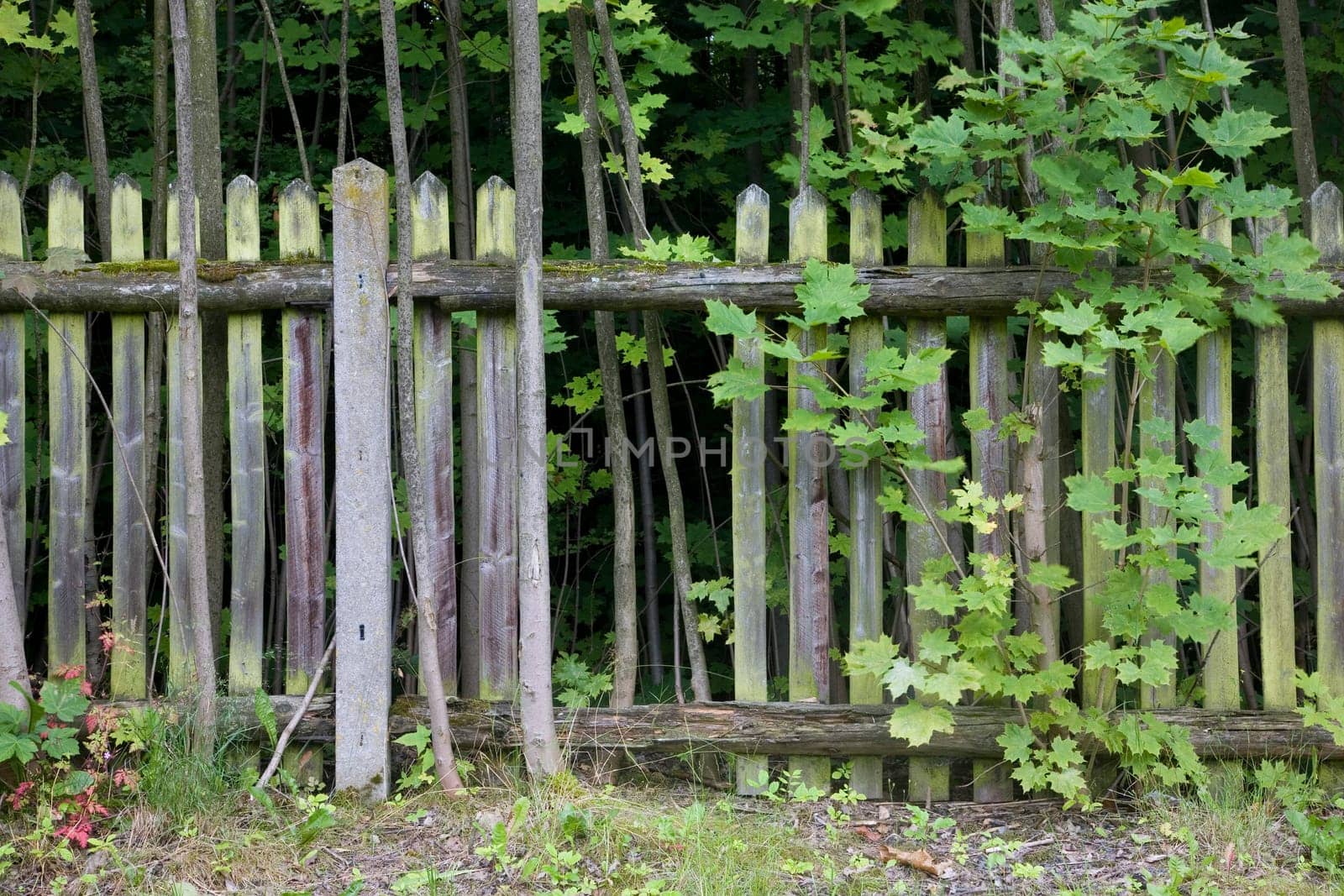 Old wooden garden fence in cottage garden