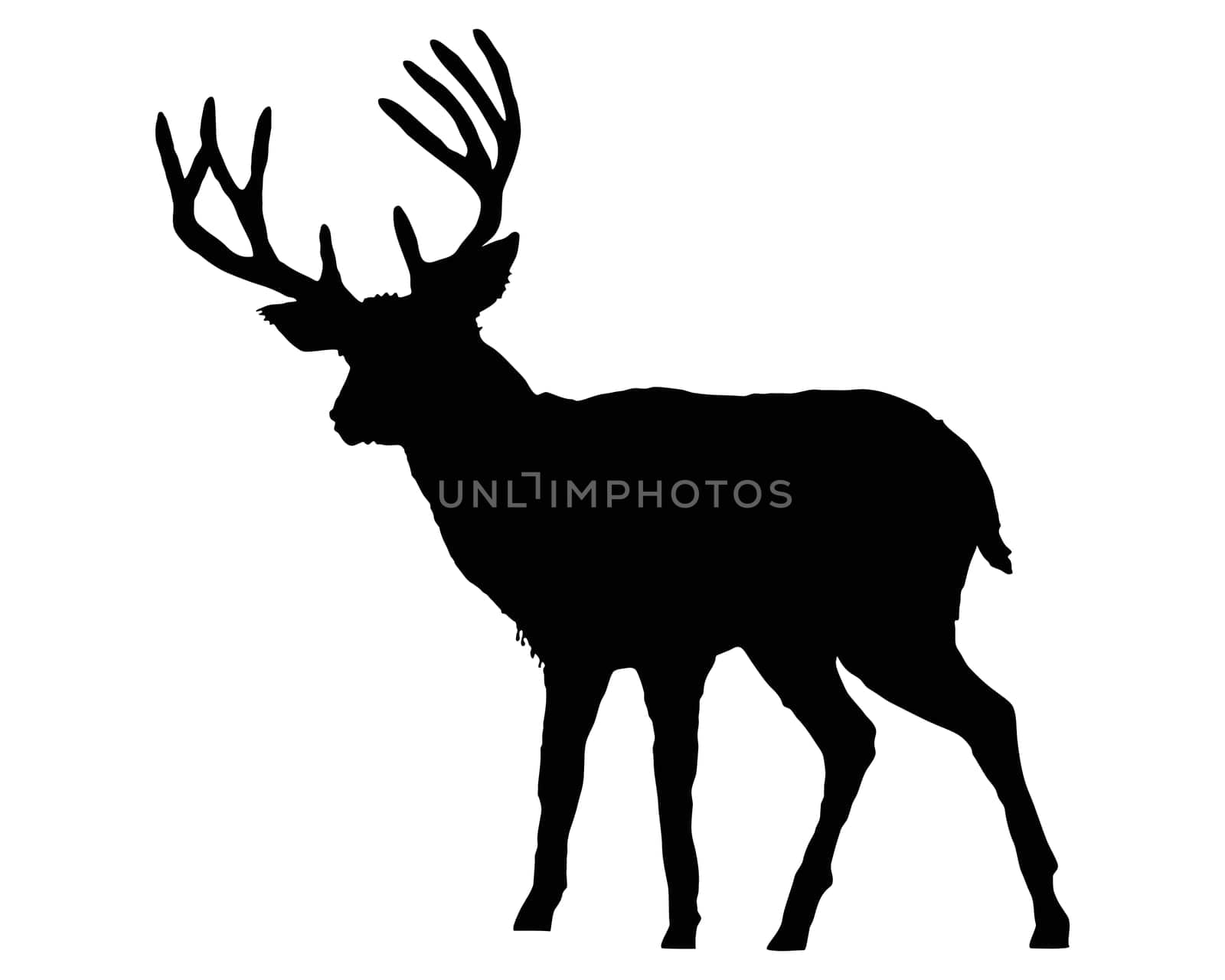 Deer silhouette