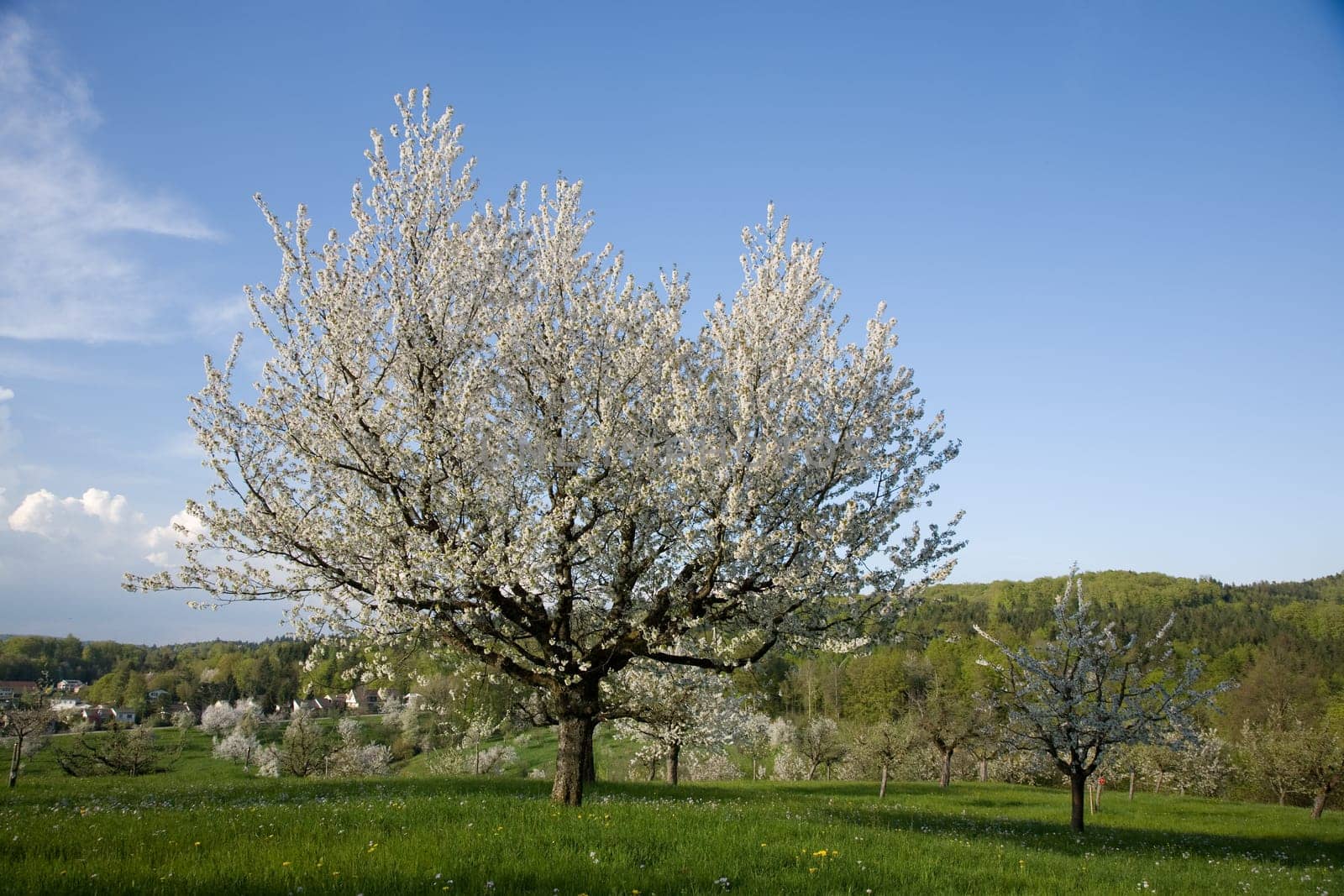 Apple tree