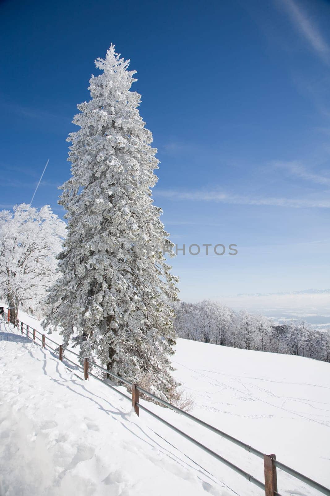 snowy fir tree