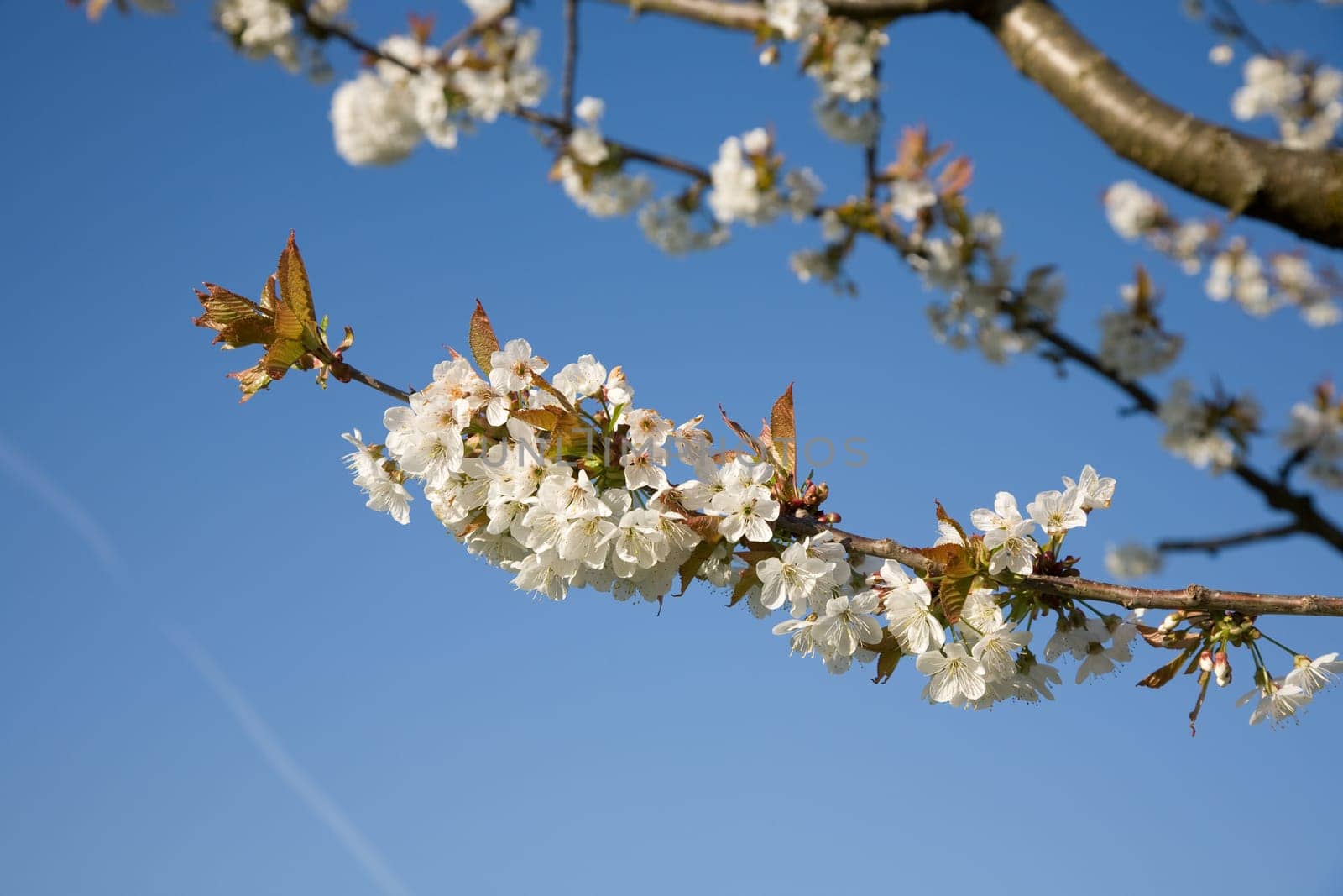 Blossoms Apple Tree