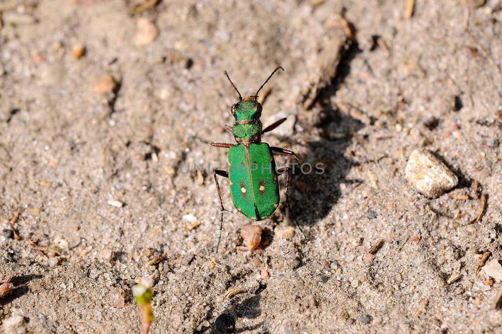 Sandpiper - Cicindela-campestris