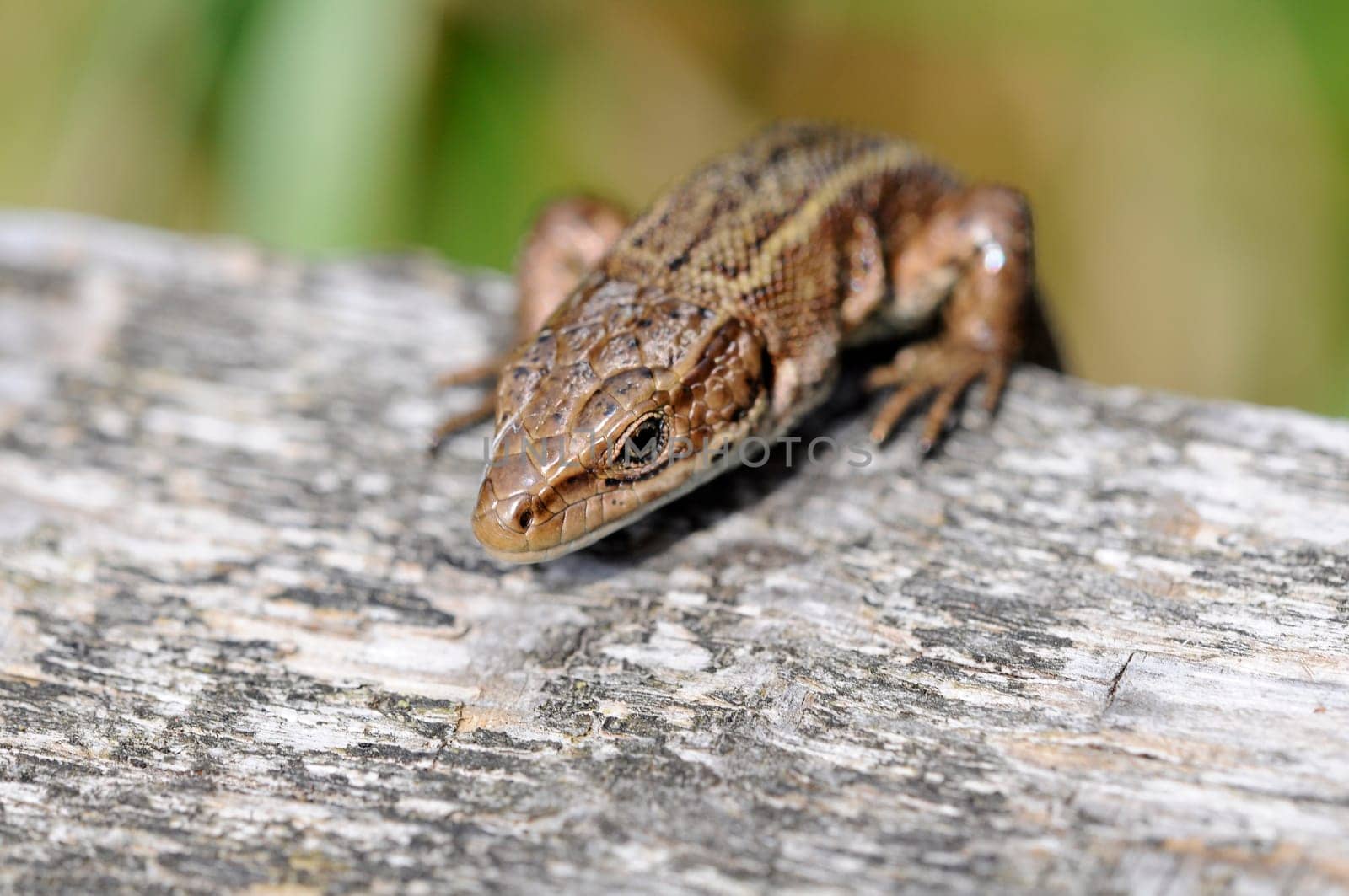 Wood lizard - Zootoca-vivipara